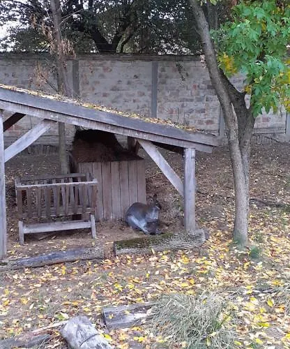 Kenguru Panzió 3*